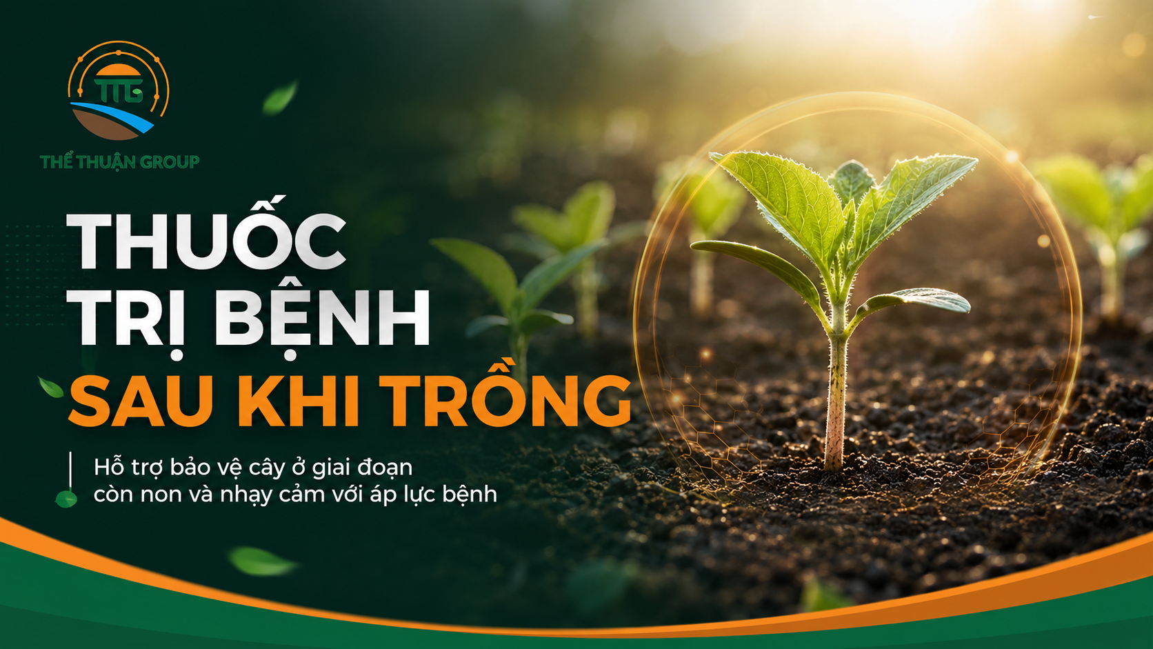 Thuốc trị bệnh sau khi trồng