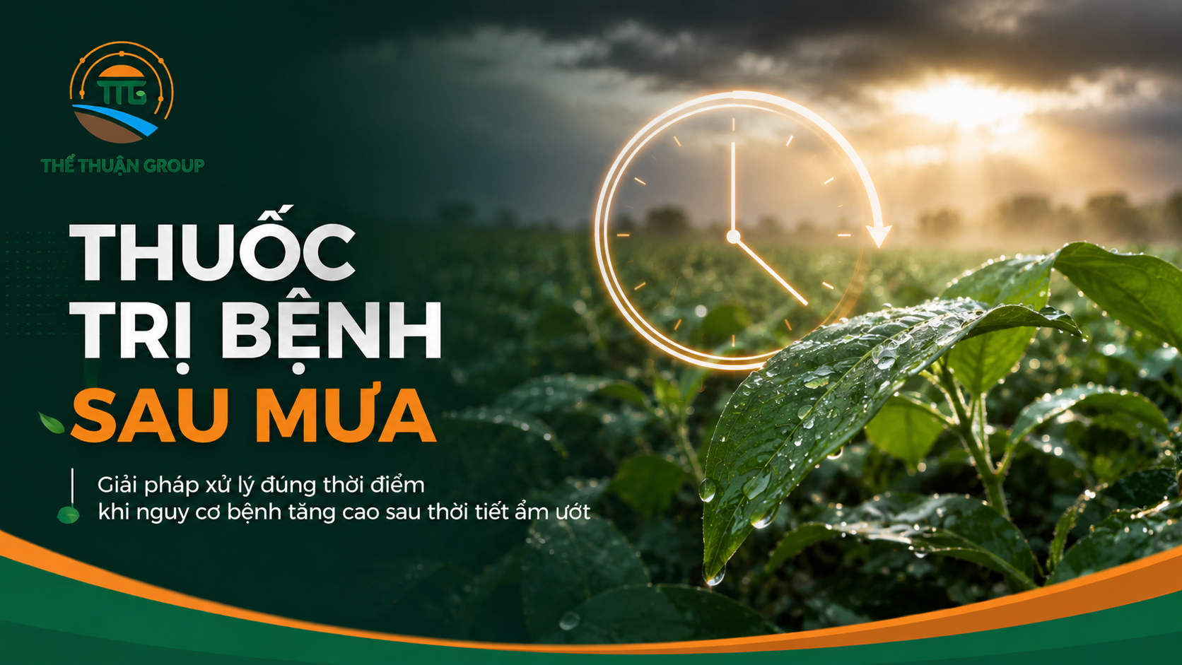 Thuốc trị bệnh sau mưa Thuốc trị bệnh sau mưa