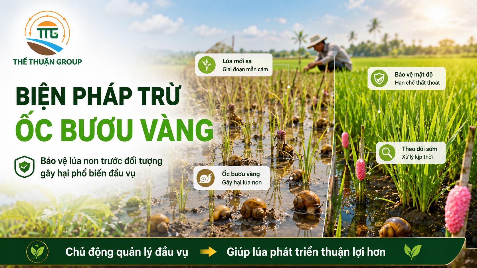 Biện pháp trừ ốc bươu vàng Biện pháp trừ ốc bươu vàng