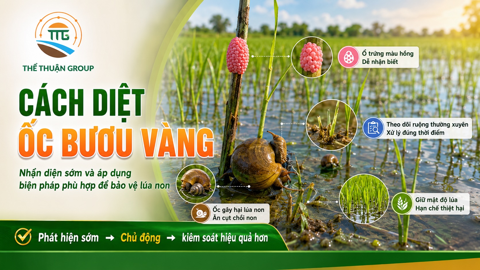 Cách diệt ốc bươu vàng Cách diệt ốc bươu vàng