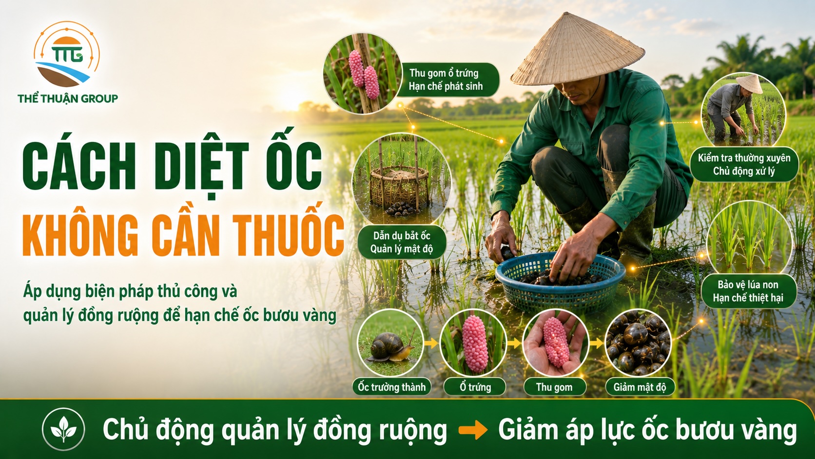 Cách diệt ốc không cần thuốc Cách diệt ốc không cần thuốc