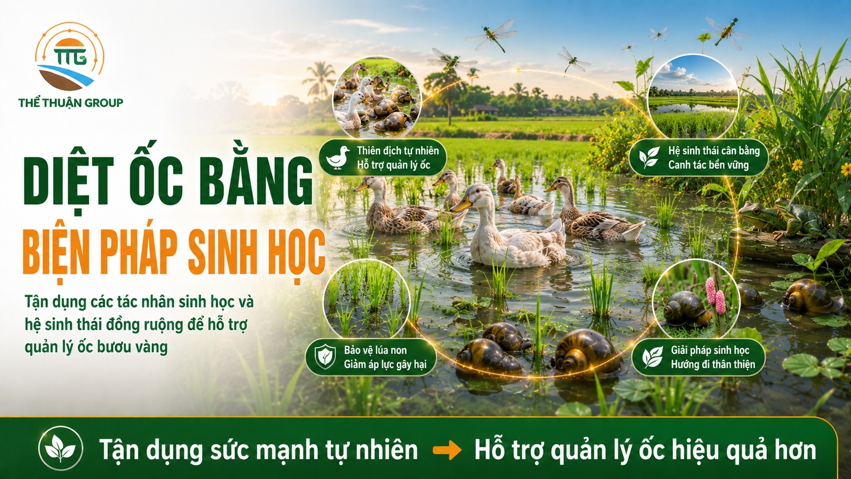 Diệt ốc bằng biện pháp sinh học