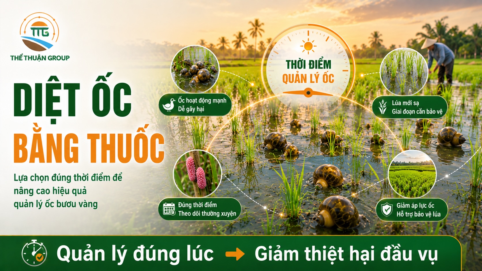 Diệt ốc bằng thuốc Diệt ốc bằng thuốc