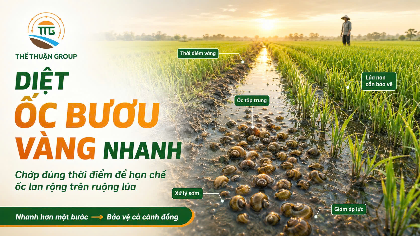 Diệt ốc bươu vàng nhanh Diệt ốc bươu vàng nhanh