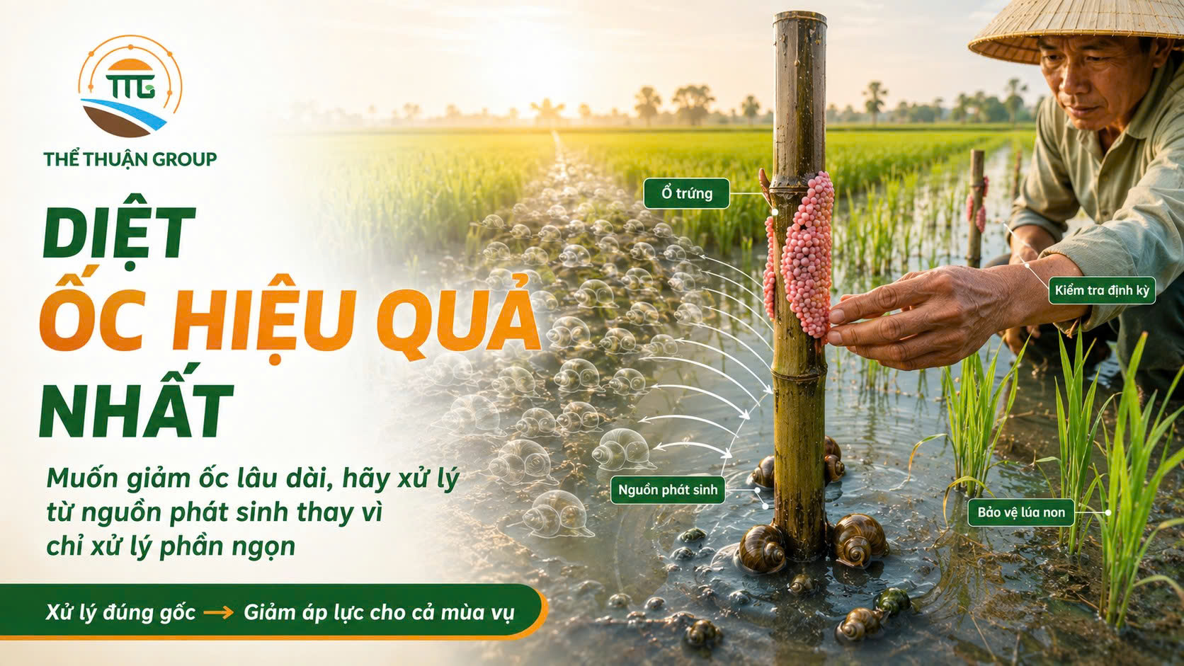 Diệt ốc hiệu quả nhất Diệt ốc hiệu quả nhất