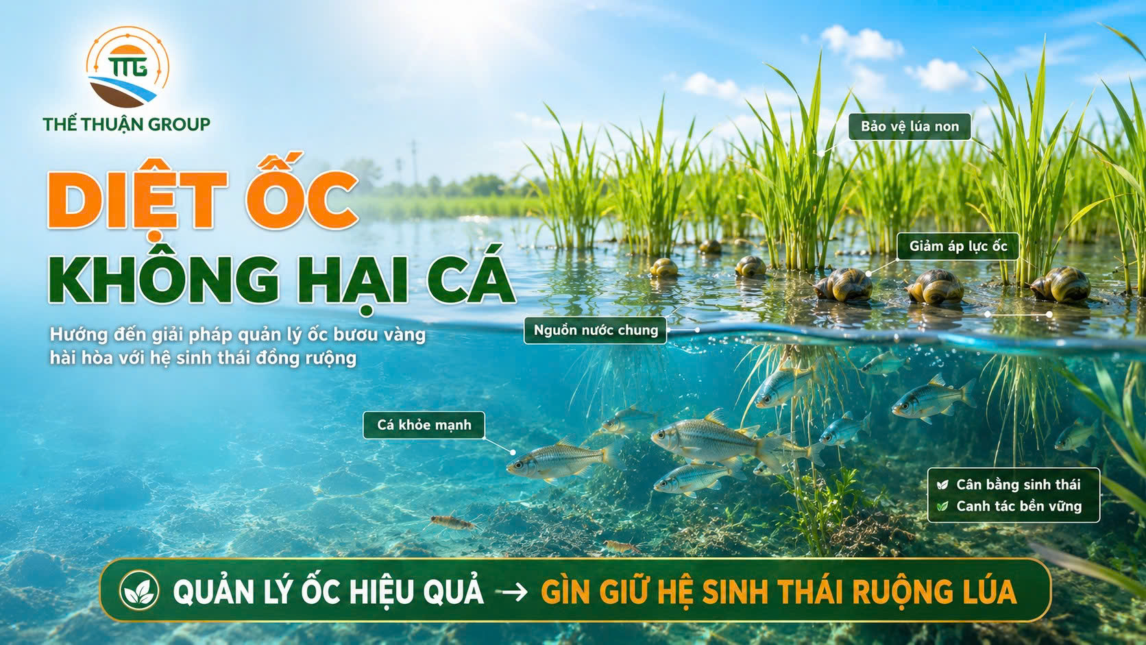 Diệt ốc không hại cá