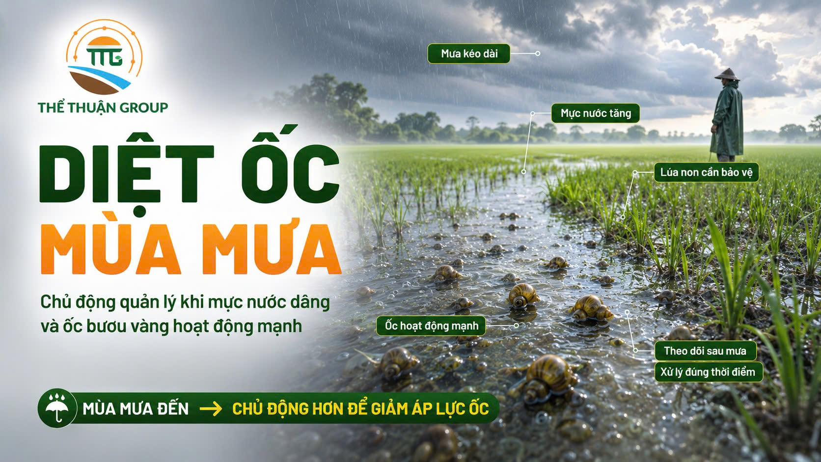 Diệt ốc mùa mưa Diệt ốc mùa mưa