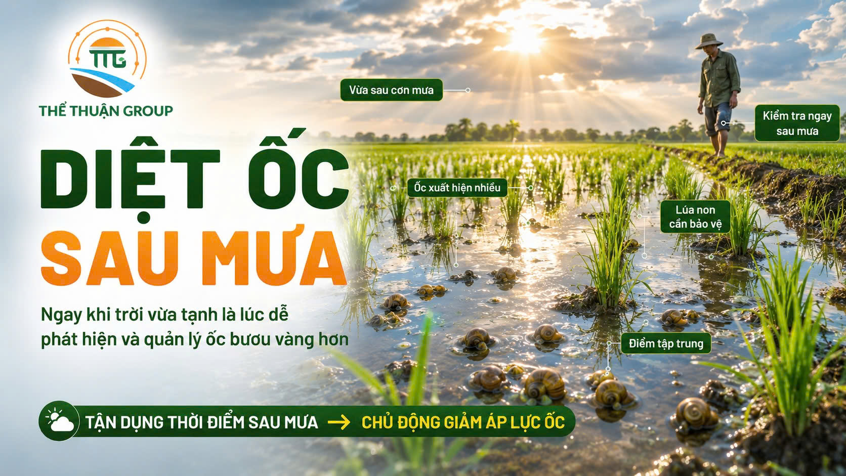Diệt ốc sau mưa Diệt ốc sau mưa
