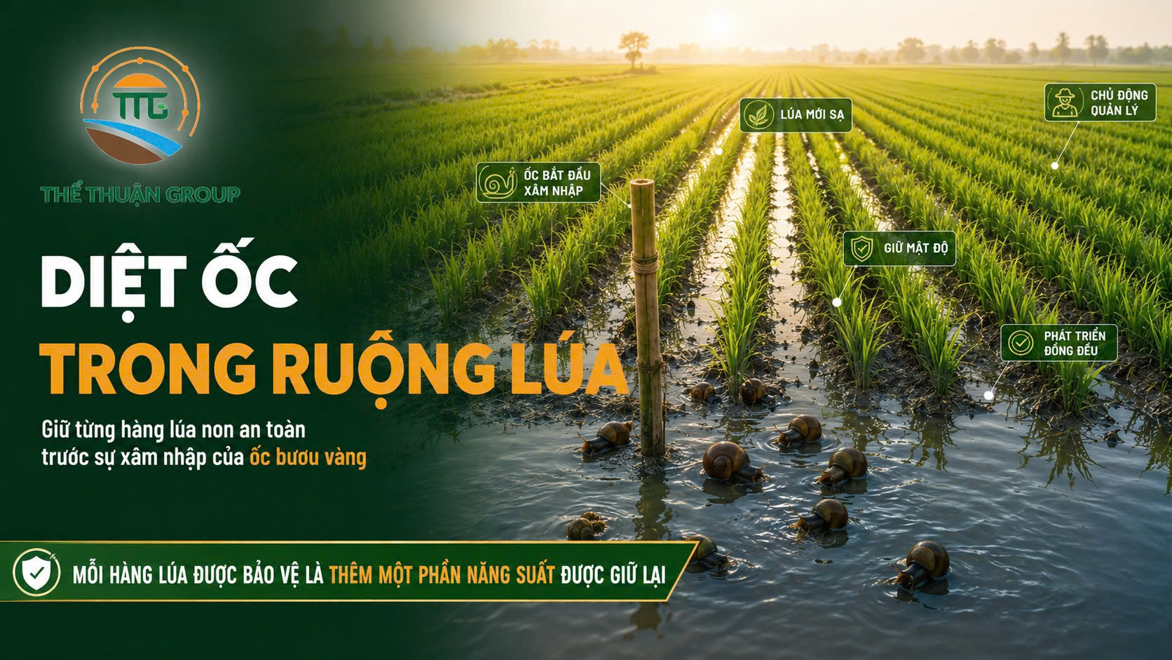 Diệt ốc trong ruộng lúa Diệt ốc trong ruộng lúa