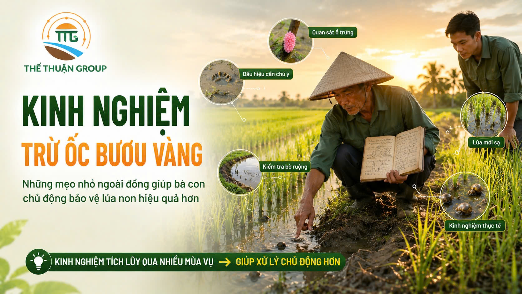 Kinh nghiệm trừ ốc bươu vàng Kinh nghiệm trừ ốc bươu vàng