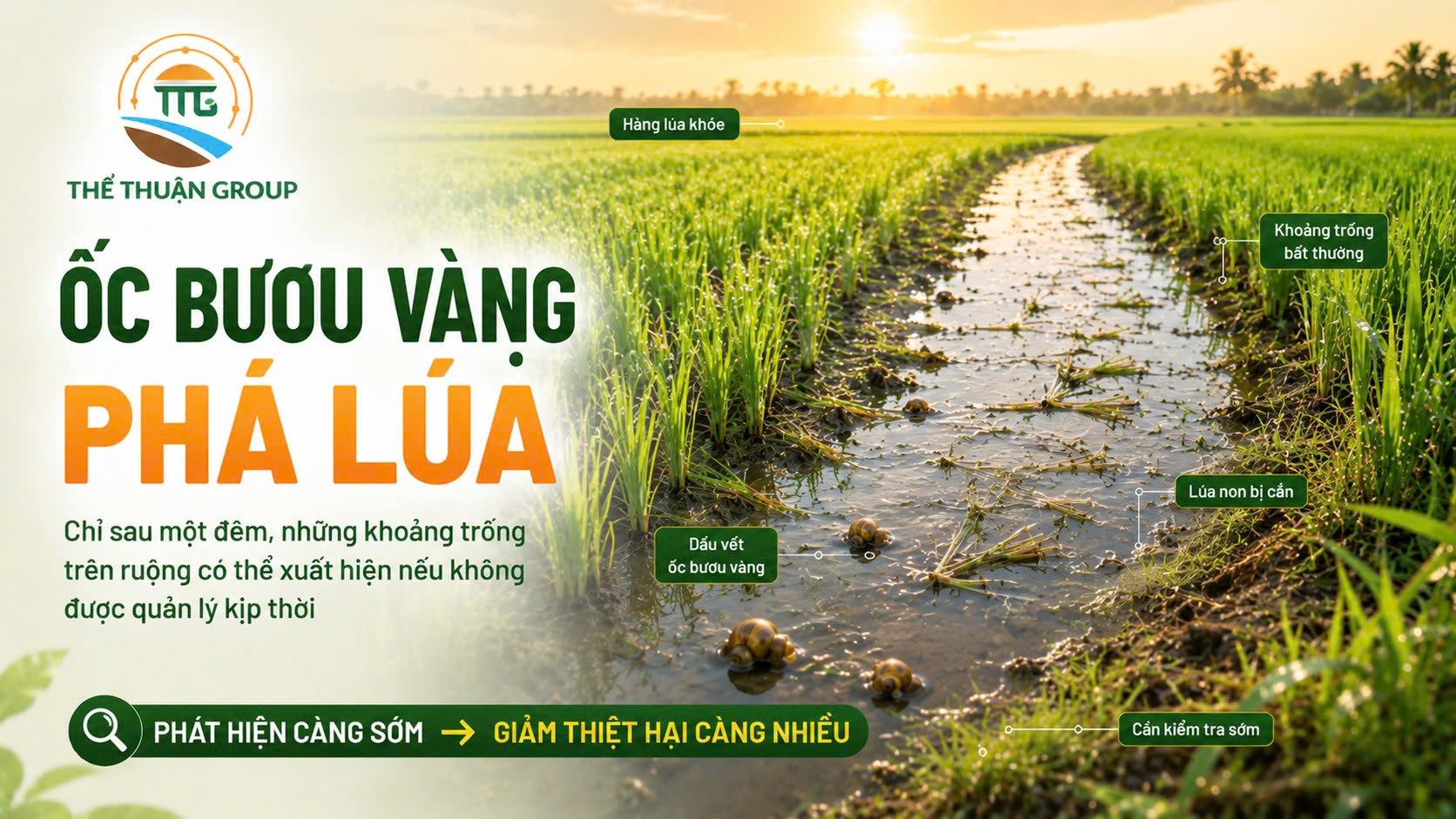Ốc bươu vàng phá lúa Ốc bươu vàng phá lúa