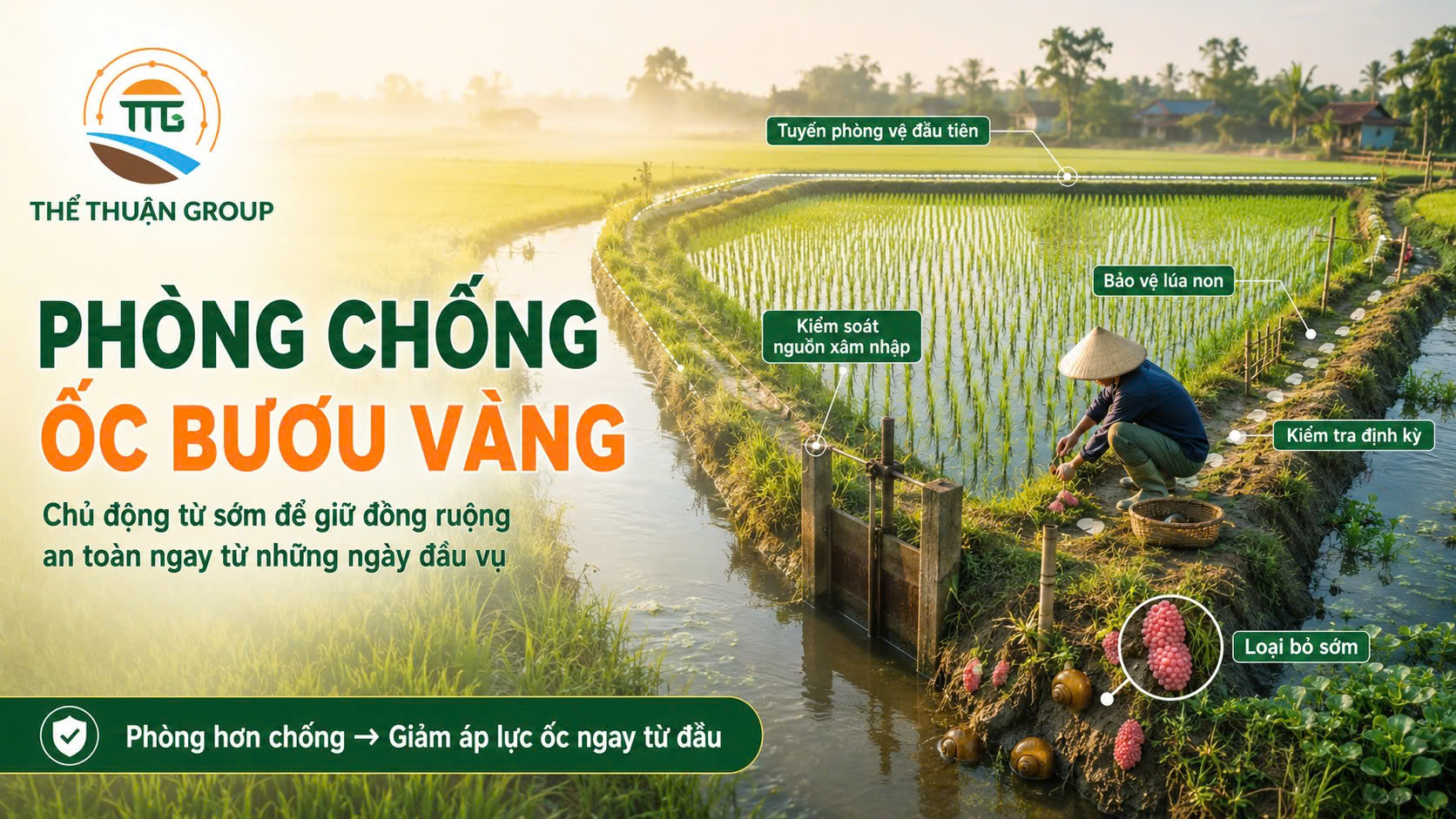 Phòng chống ốc bươu vàng