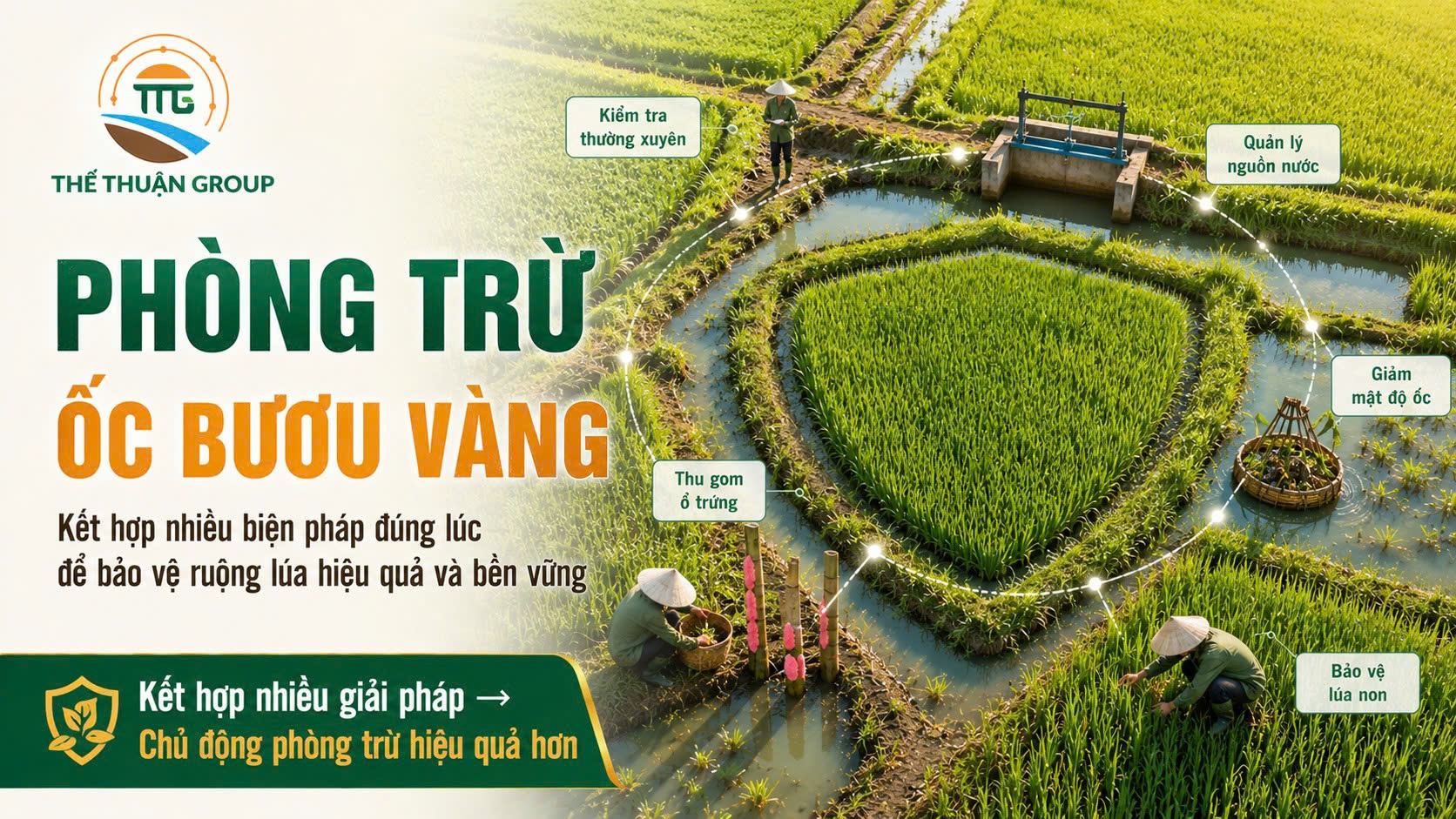 Phòng trừ ốc bươu vàng Phòng trừ ốc bươu vàng