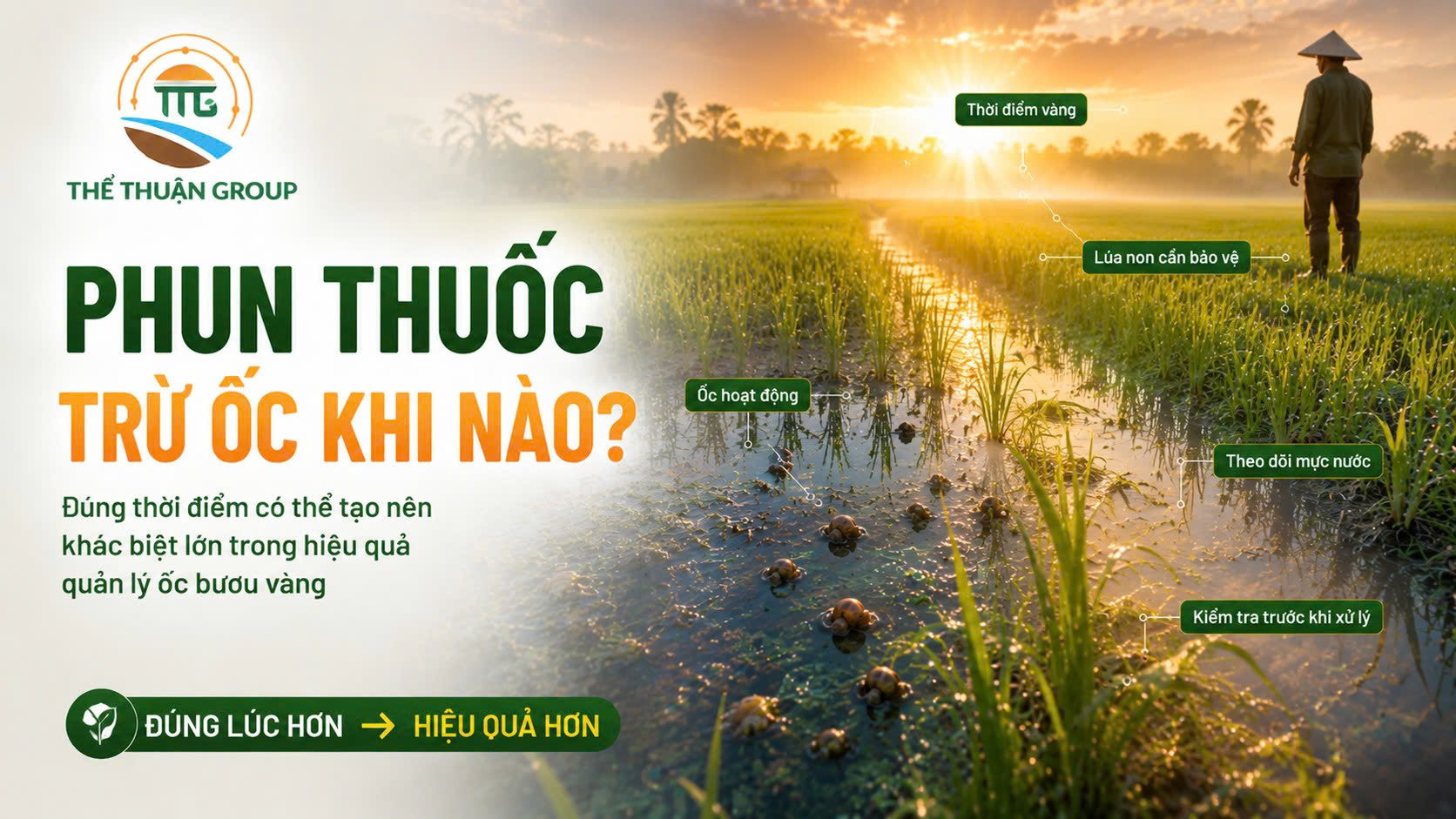 Phun thuốc trừ ốc khi nào