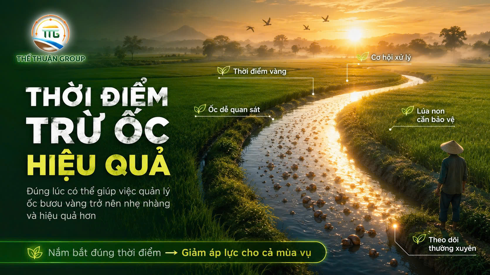Thời điểm trừ ốc hiệu quả Thời điểm trừ ốc hiệu quả