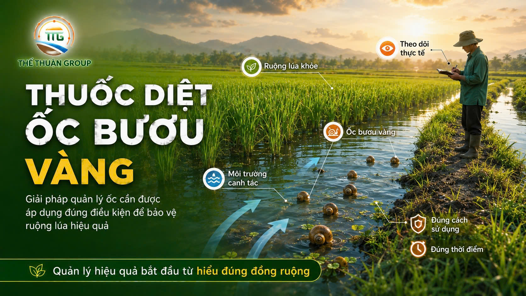 Thuốc diệt ốc bươu vàng Thuốc diệt ốc bươu vàng