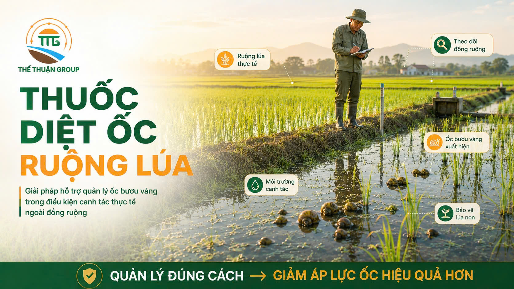Thuốc diệt ốc ruộng lúa Thuốc diệt ốc ruộng lúa