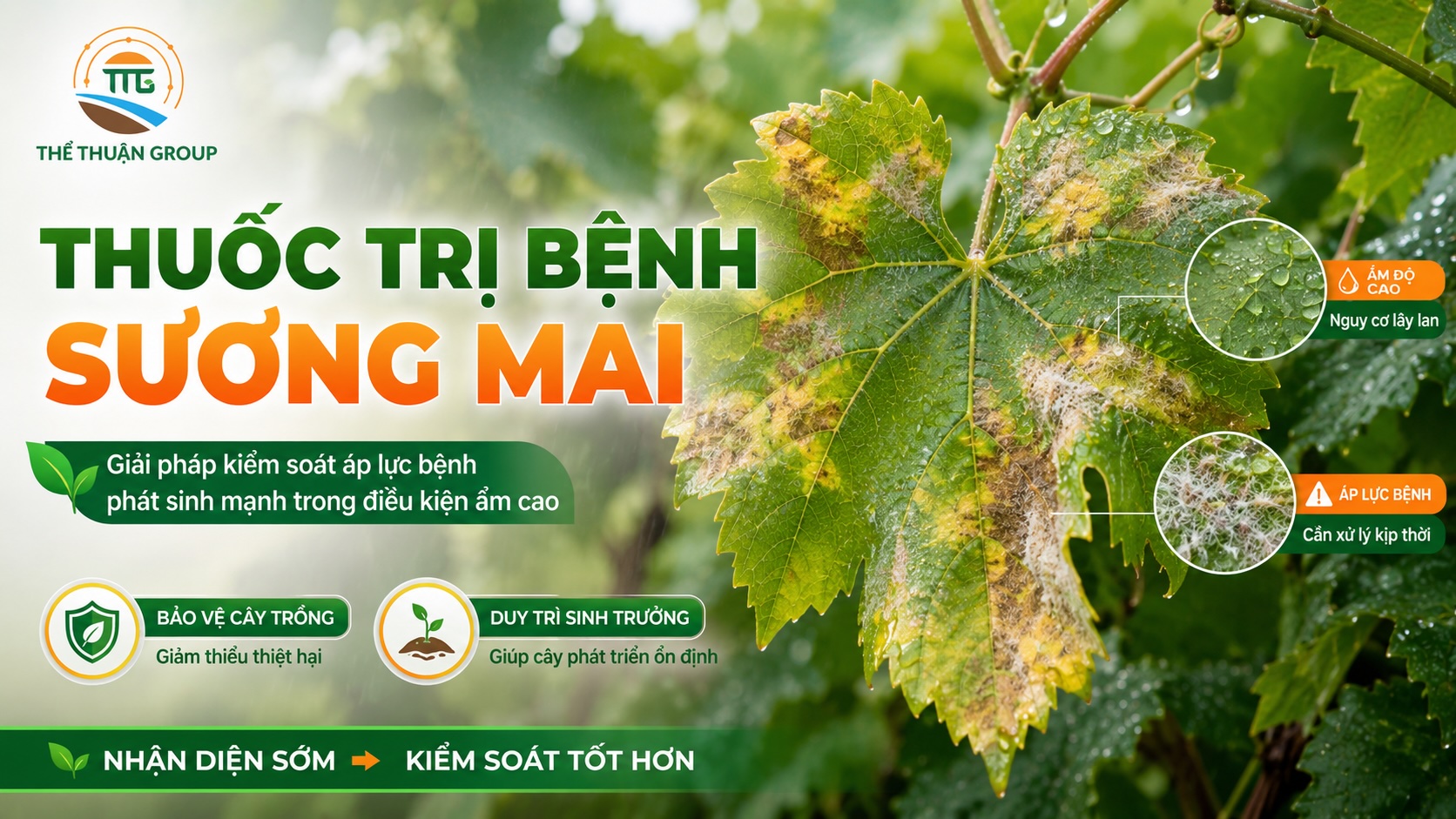 Thuốc trị bệnh sương mai