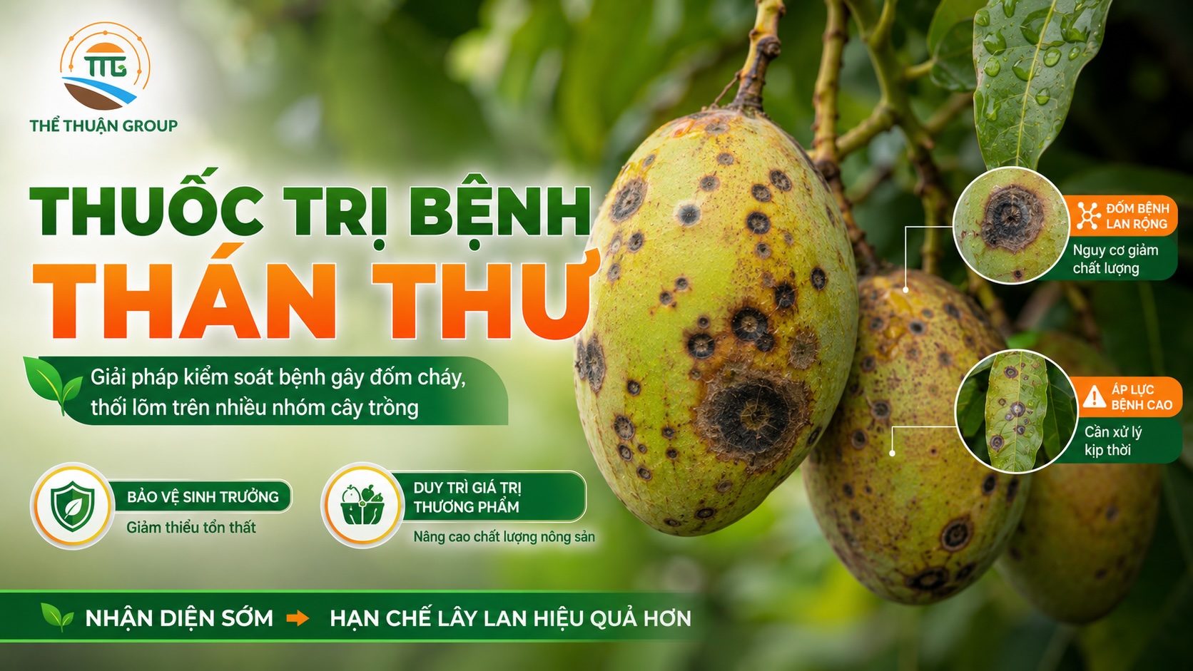 Thuốc trị bệnh thán thư Thuốc trị bệnh thán thư
