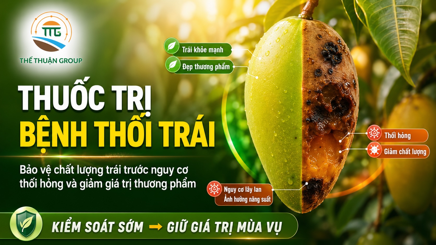 Thuốc trị bệnh thối trái Thuốc trị bệnh thối trái
