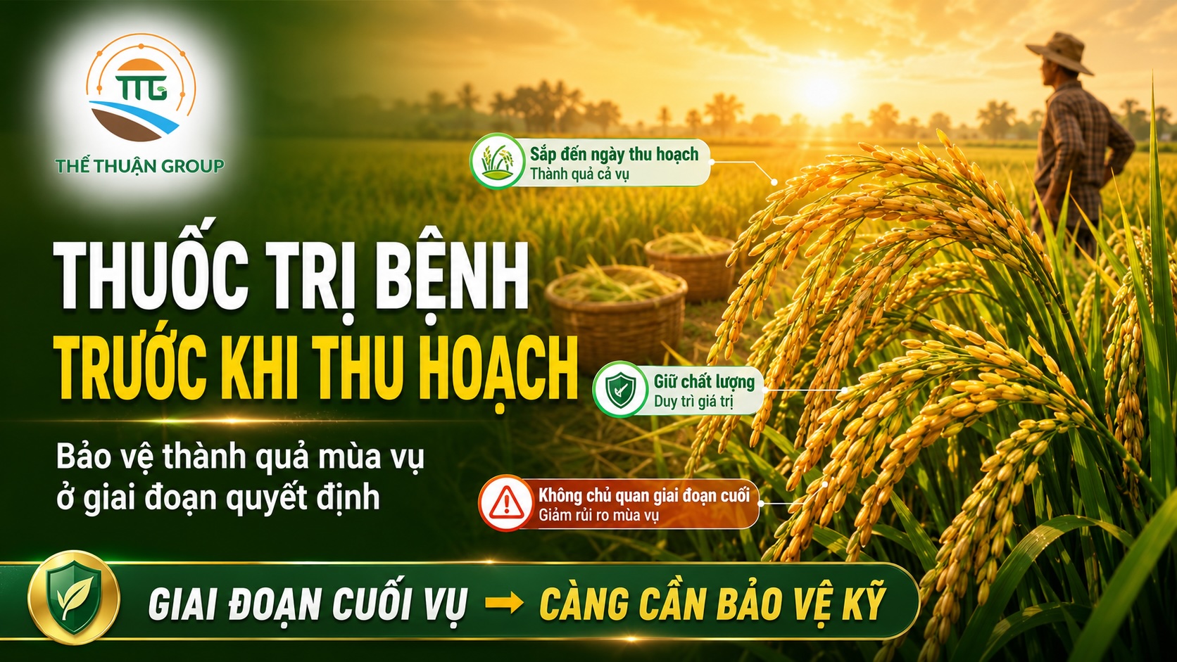 Thuốc trị bệnh trước khi thu hoạch