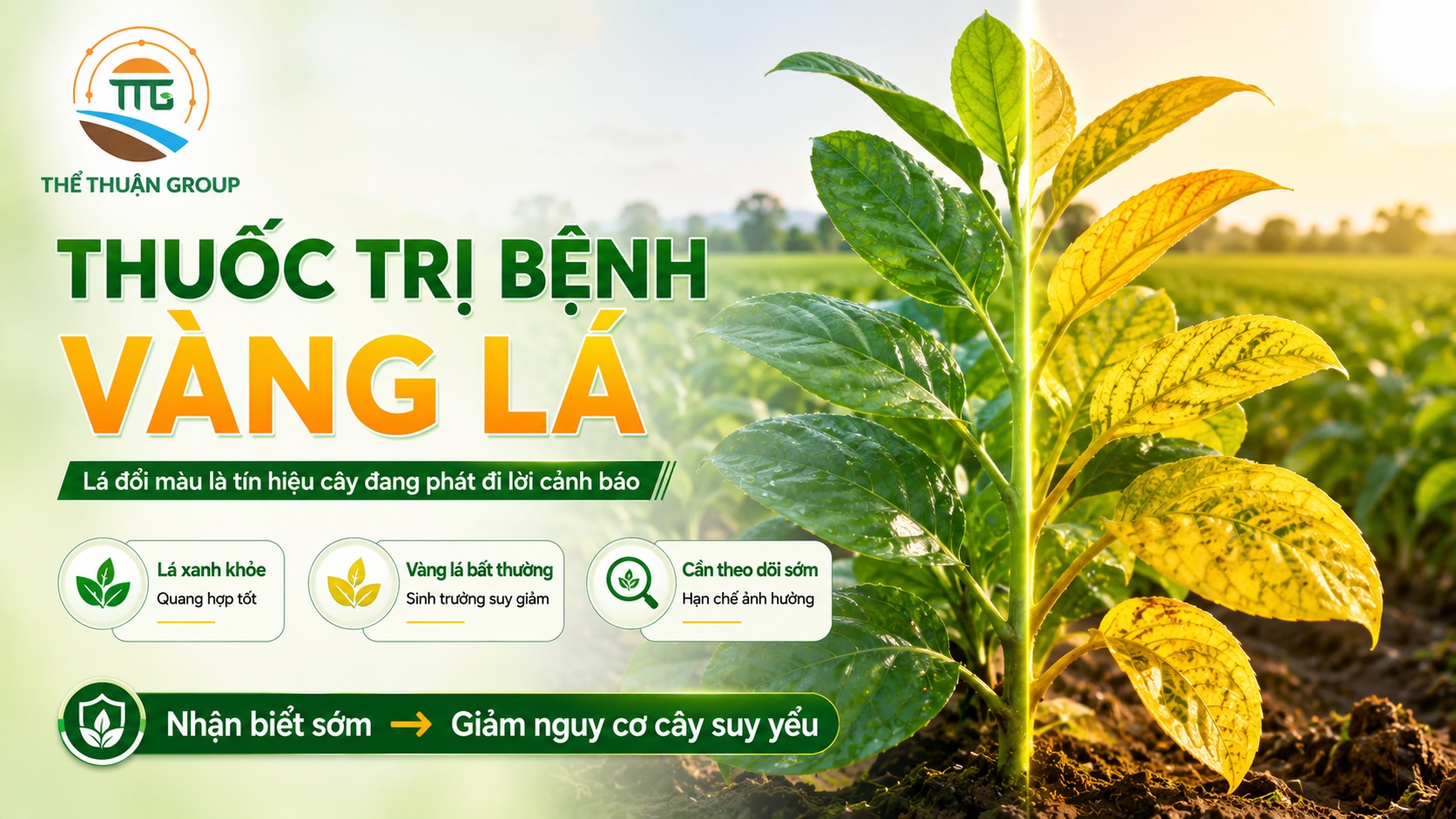 Thuốc trị bệnh vàng lá Thuốc trị bệnh vàng lá