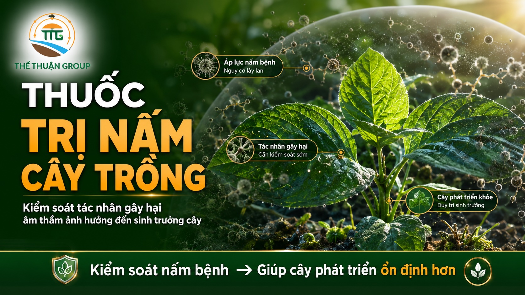 Thuốc trị nấm cây trồng Thuốc trị nấm cây trồng