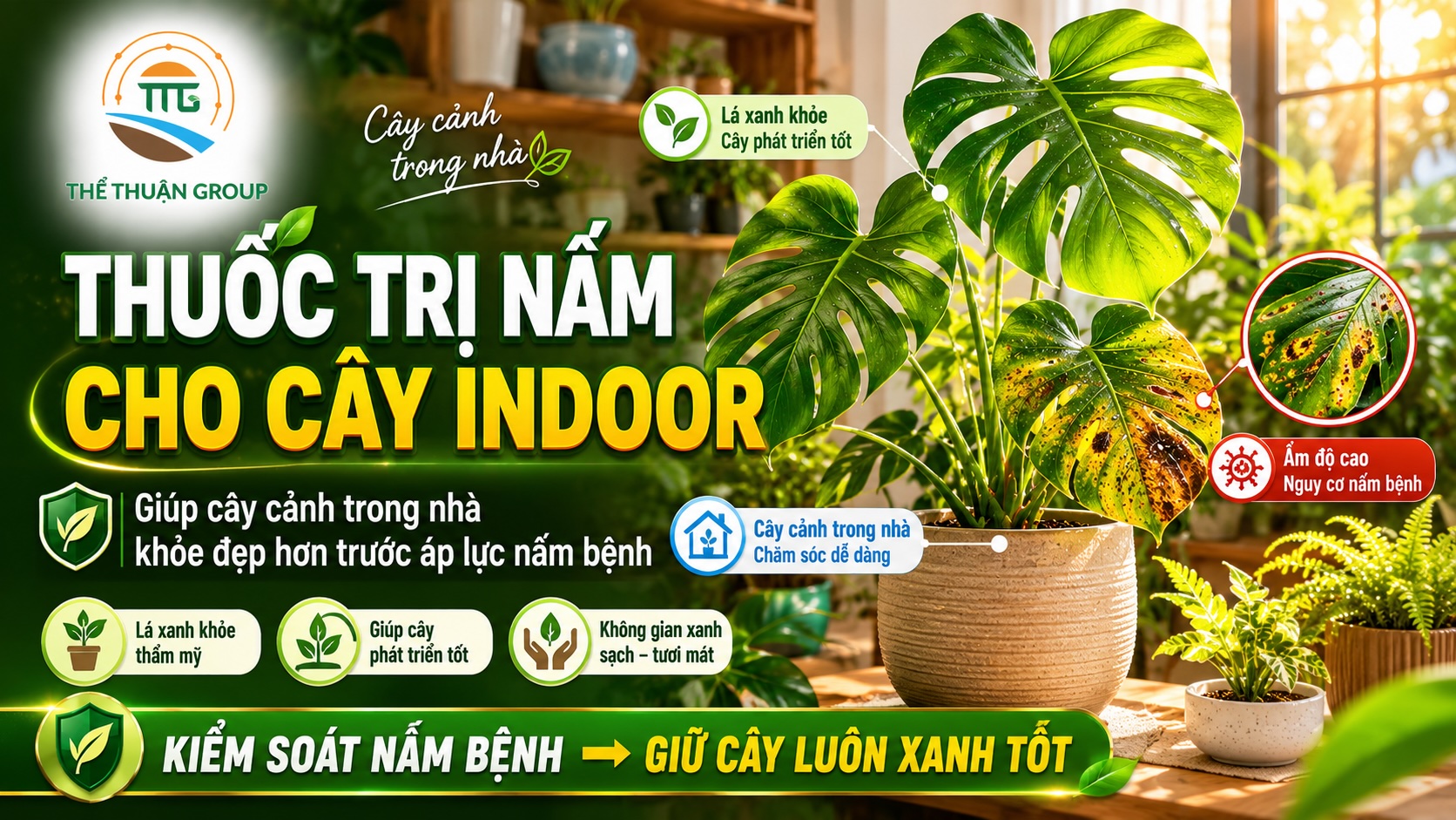 Thuốc trị nấm cho cây indoor