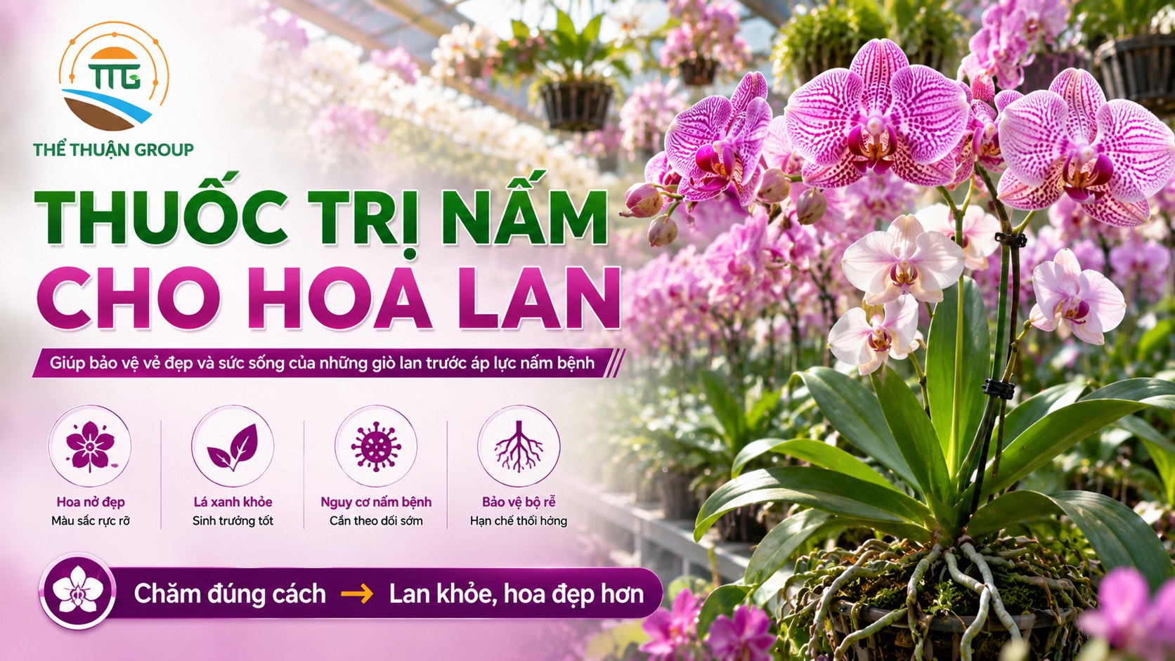 Thuốc trị nấm cho hoa lan
