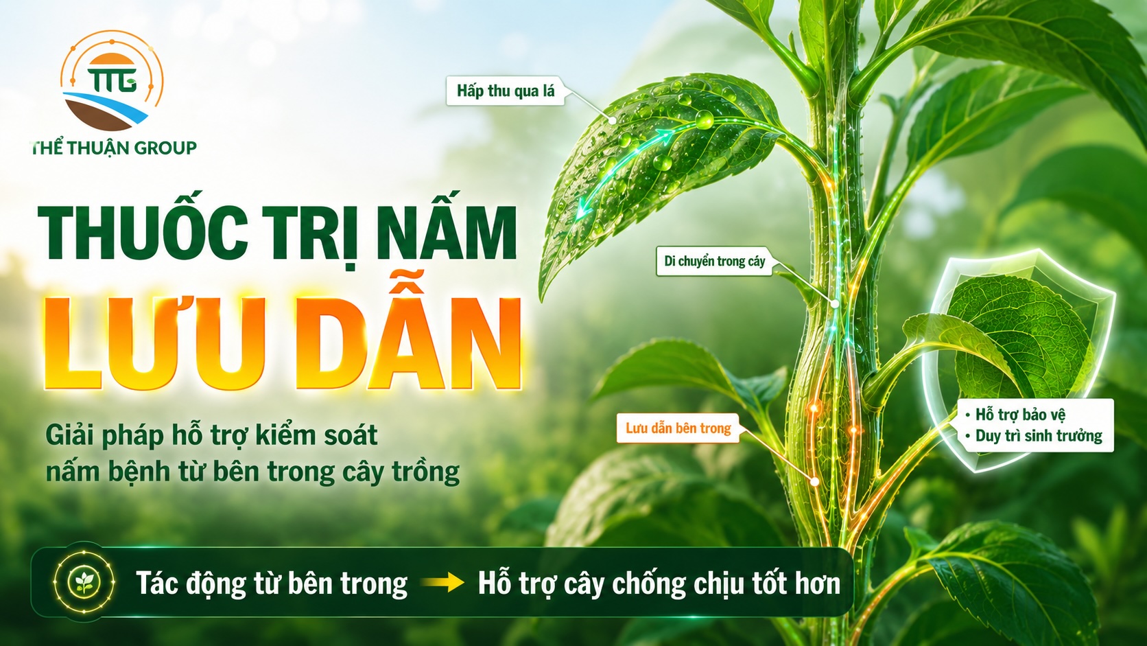 Thuốc trị nấm lưu dẫn