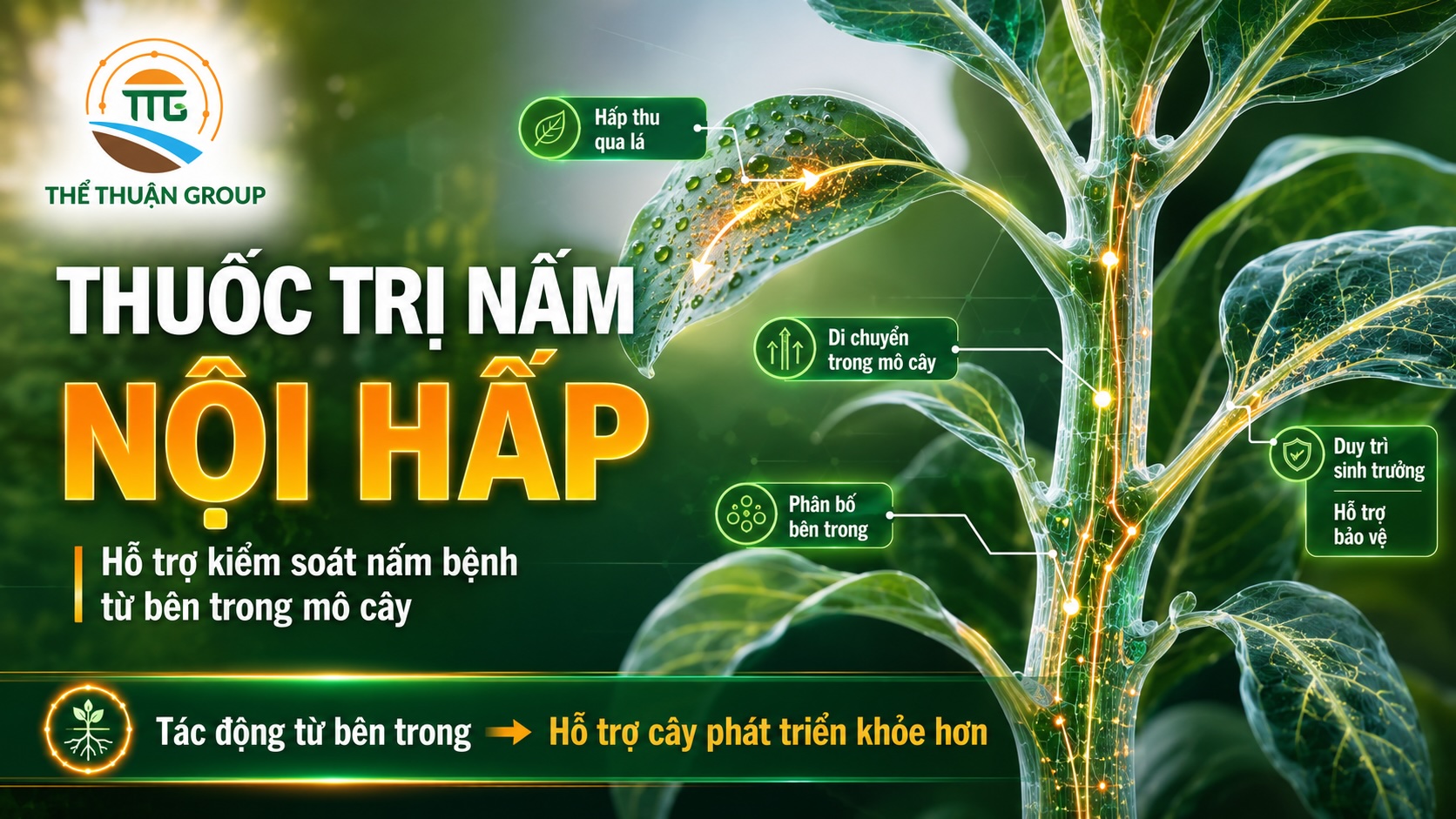 Thuốc trị nấm nội hấp Thuốc trị nấm nội hấp