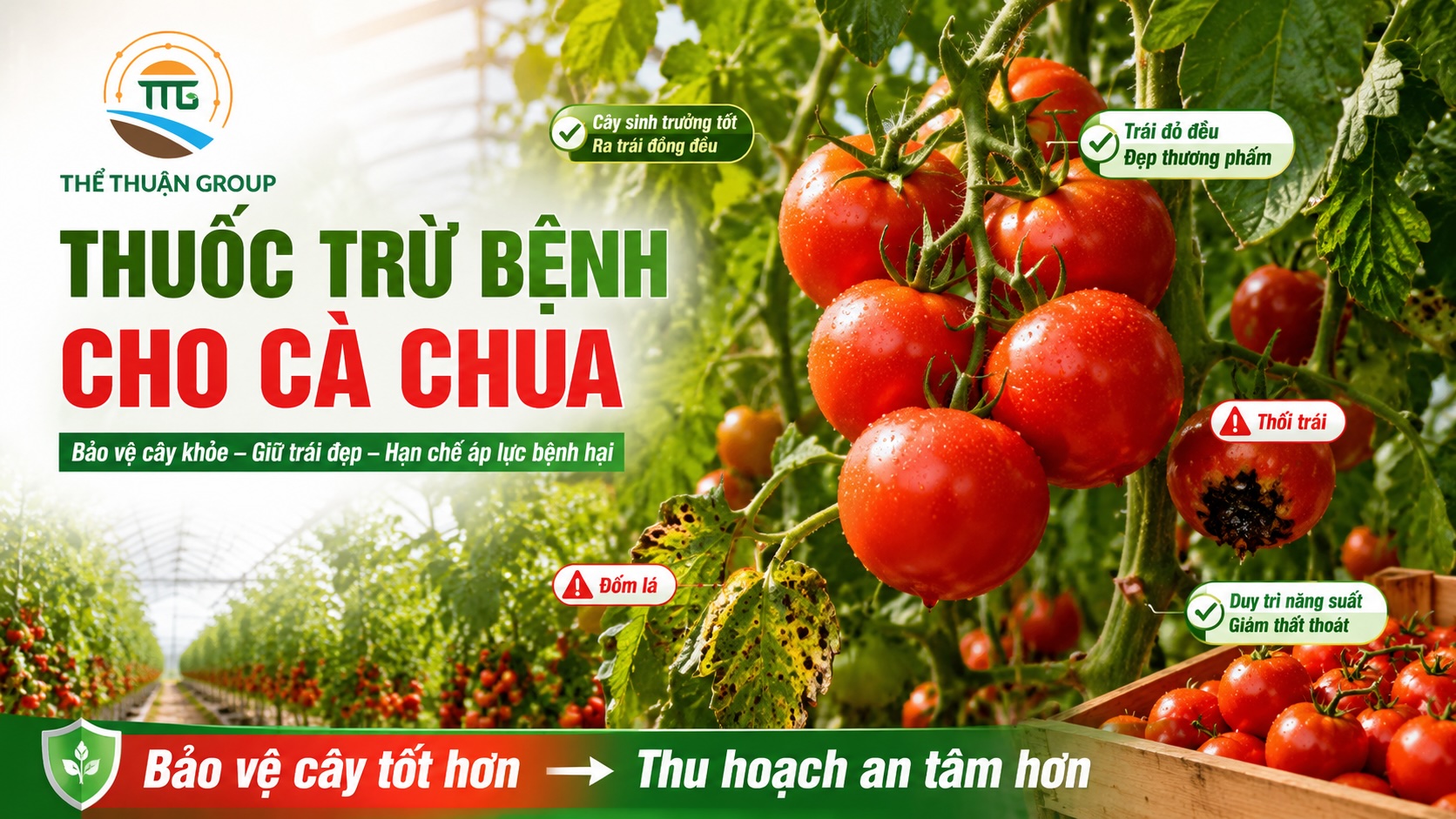 Thuốc trừ bệnh cho cà chua
