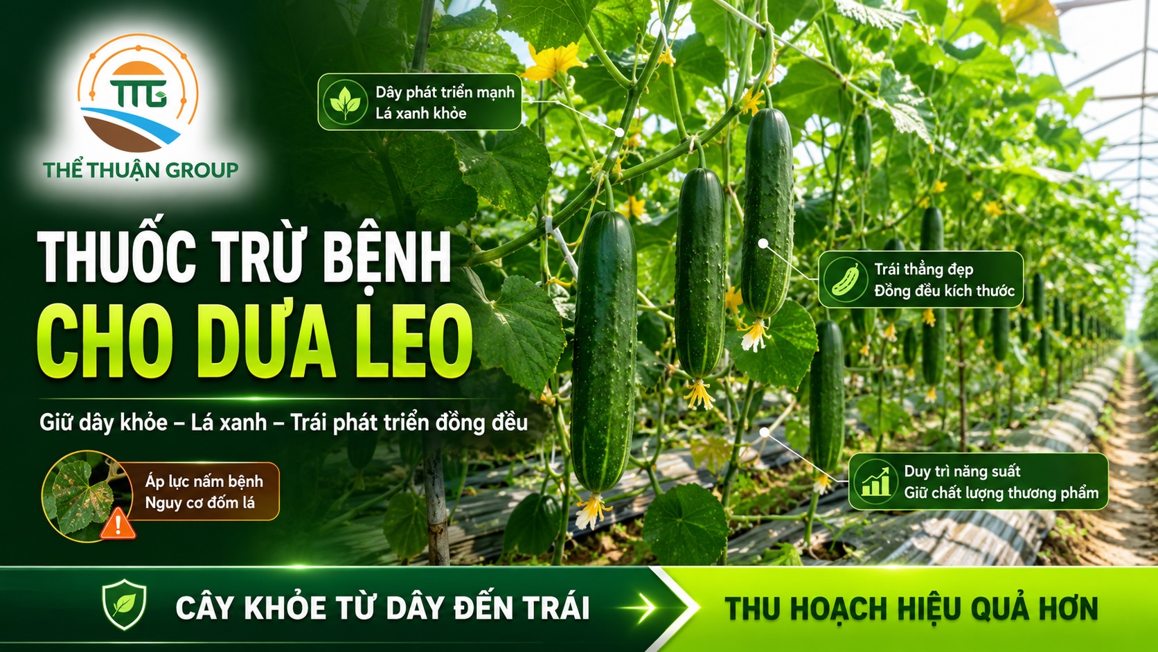 Thuốc trừ bệnh cho dưa leo Thuốc trừ bệnh cho dưa leo