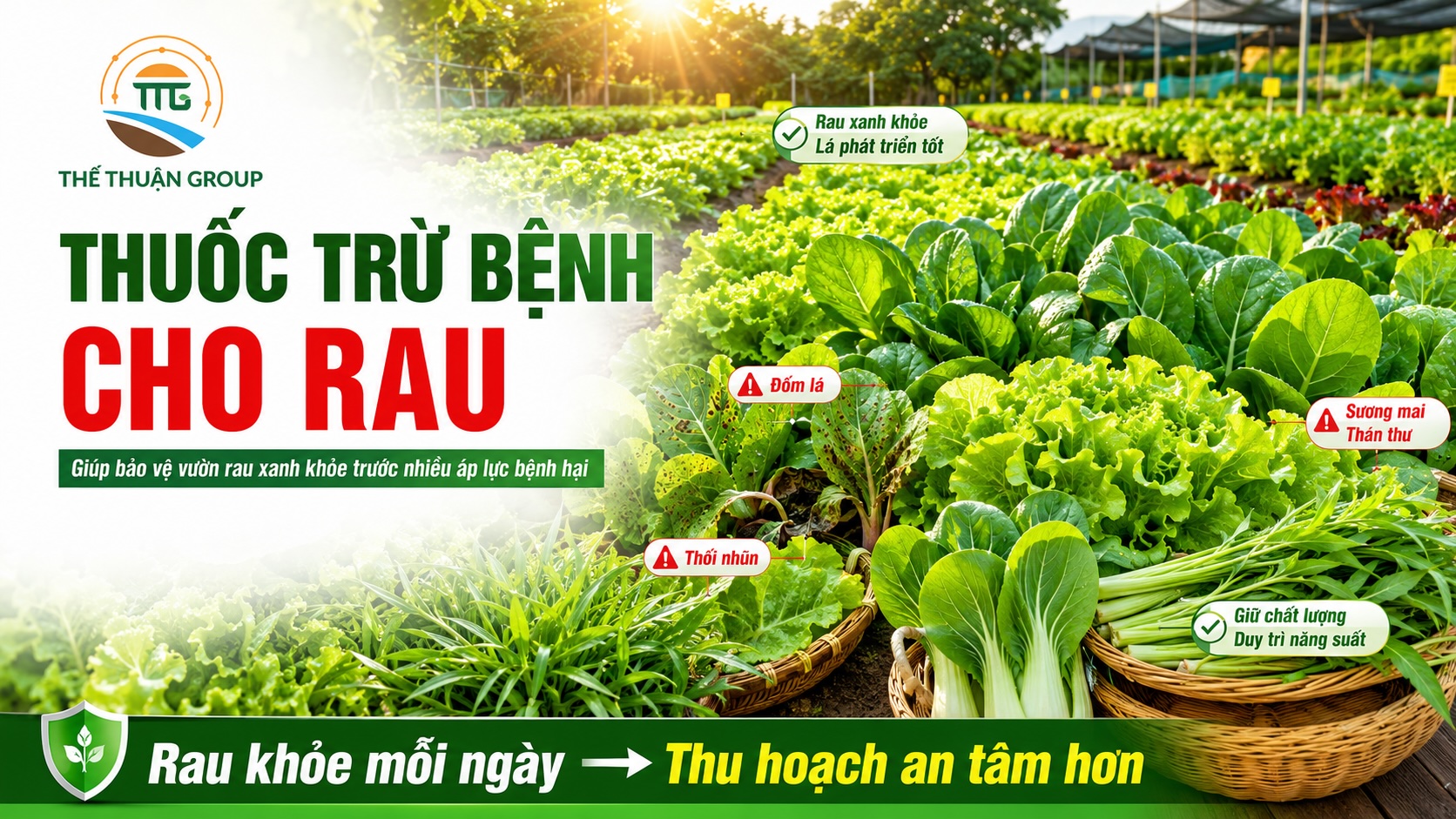 Thuốc trừ bệnh cho rau Thuốc trừ bệnh cho rau