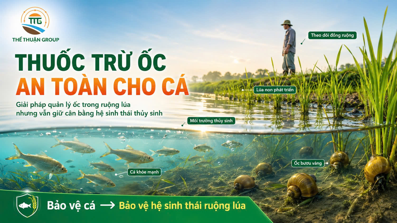 Thuốc trừ ốc an toàn cho cá Thuốc trừ ốc an toàn cho cá