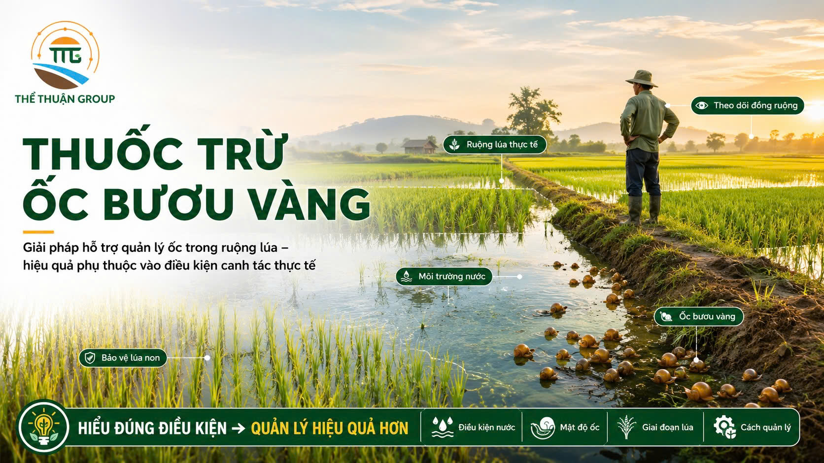 Thuốc trừ ốc bươu vàng Thuốc trừ ốc bươu vàng