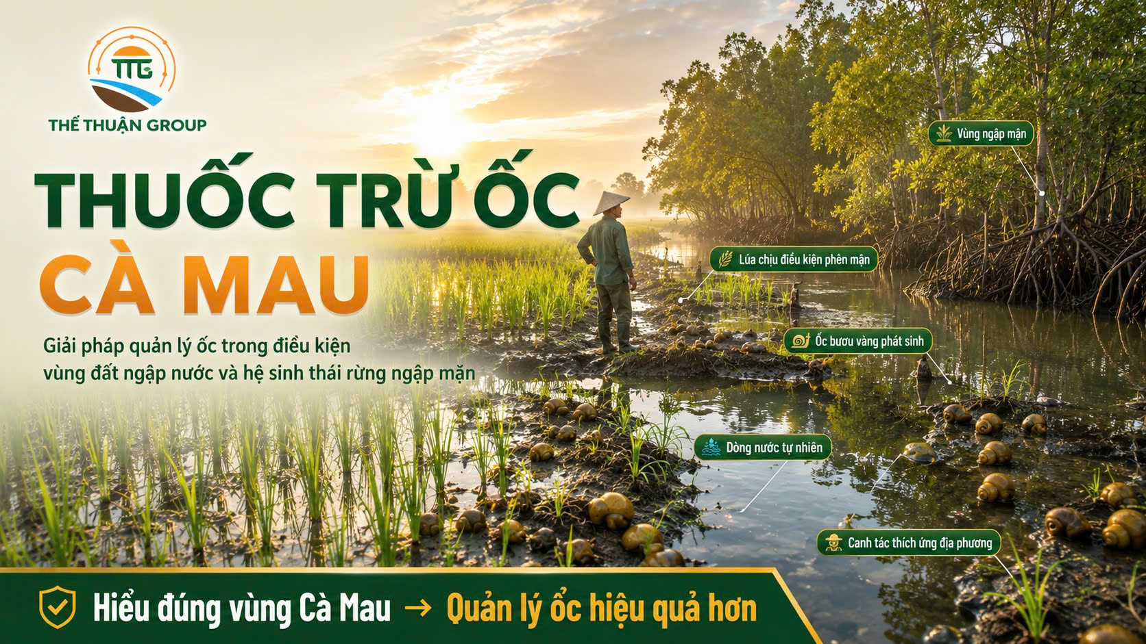 Thuốc trừ ốc cà mau Thuốc trừ ốc cà mau