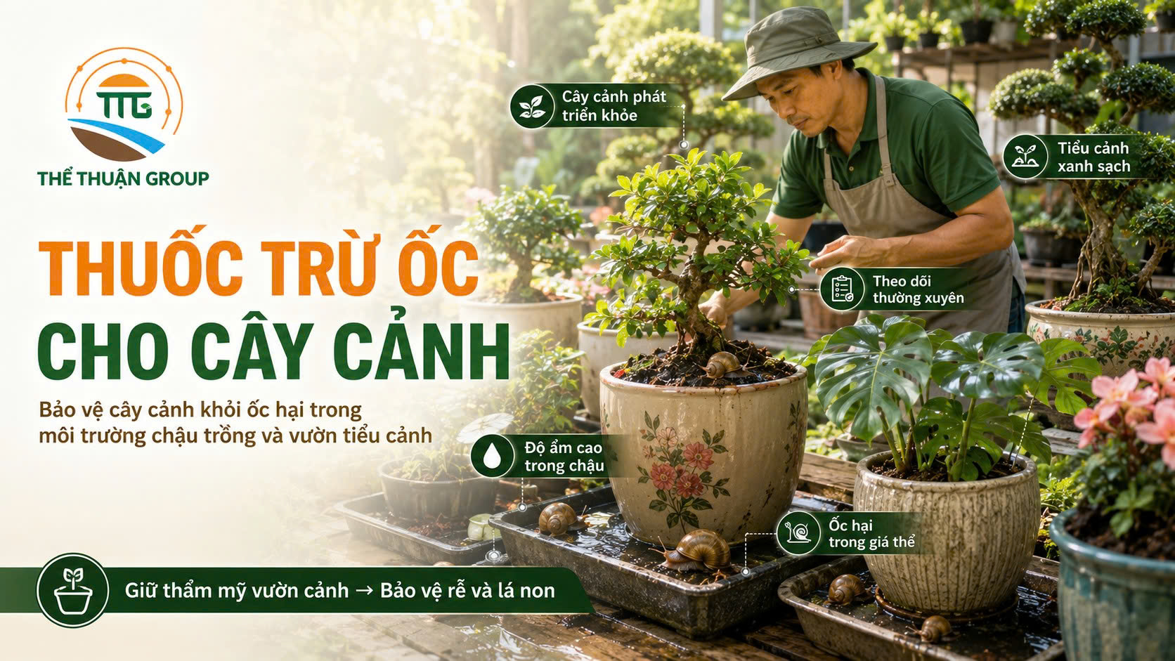 Thuốc trừ ốc cho cây cảnh Thuốc trừ ốc cho cây cảnh