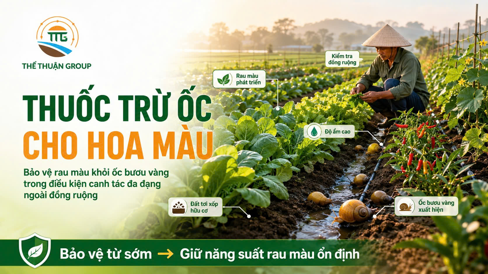 Thuốc trừ ốc cho hoa màu Thuốc trừ ốc cho hoa màu