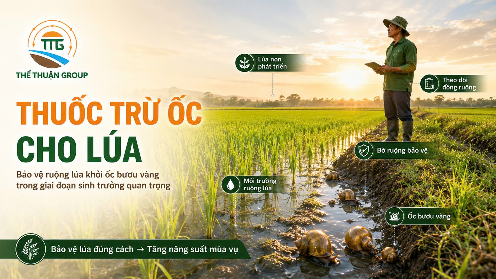 Thuốc trừ ốc cho lúa Thuốc trừ ốc cho lúa