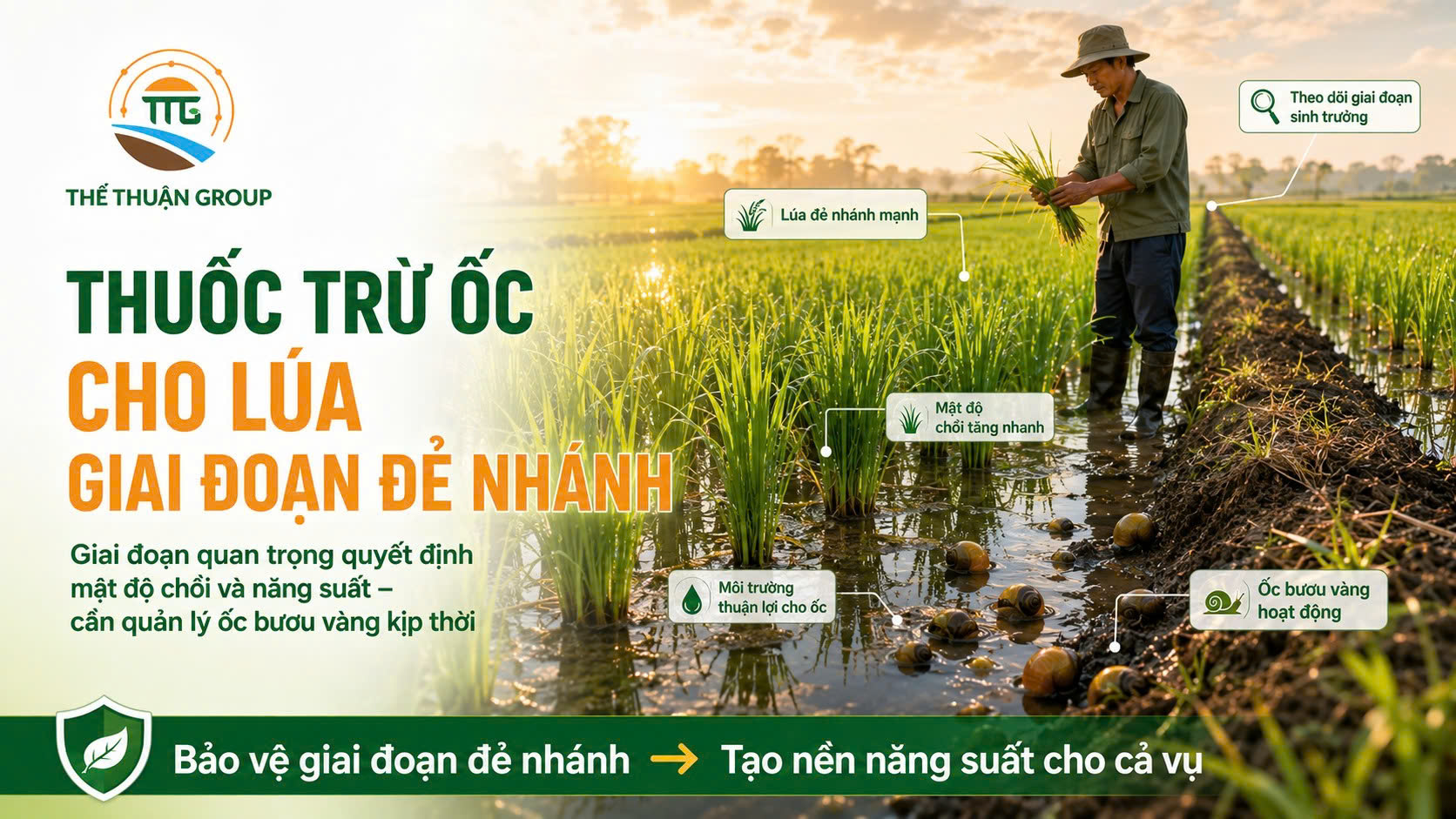 Thuốc trừ ốc cho lúa giai đoạn đẻ nhánh