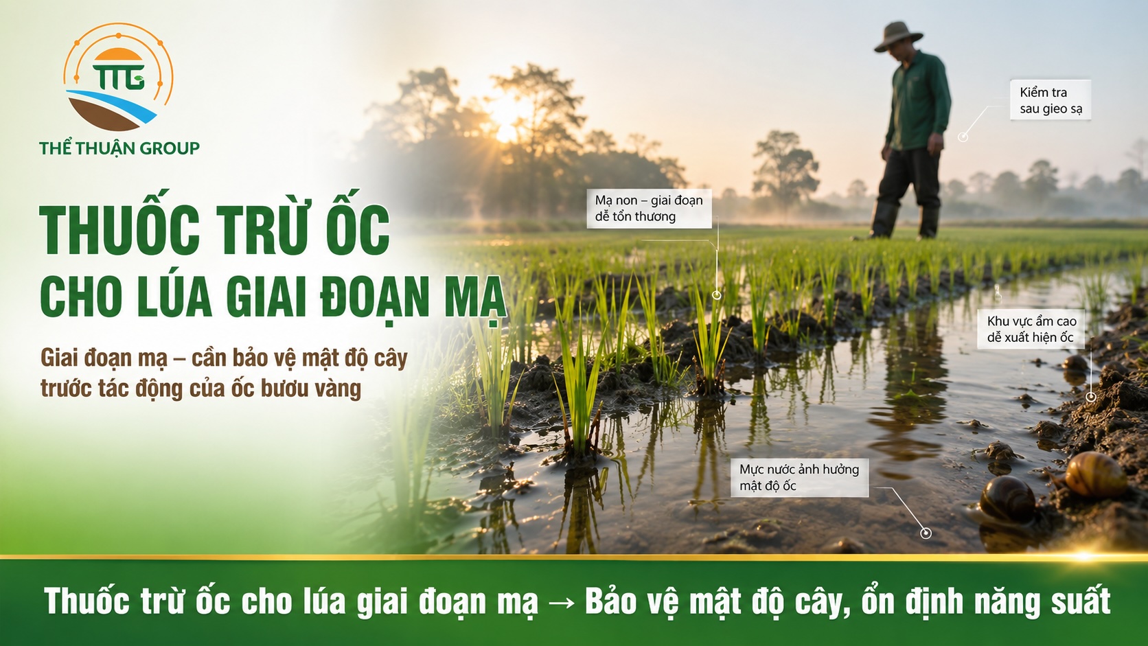 Thuốc trừ ốc cho lúa giai đoạn mạ Thuốc trừ ốc cho lúa giai đoạn mạ