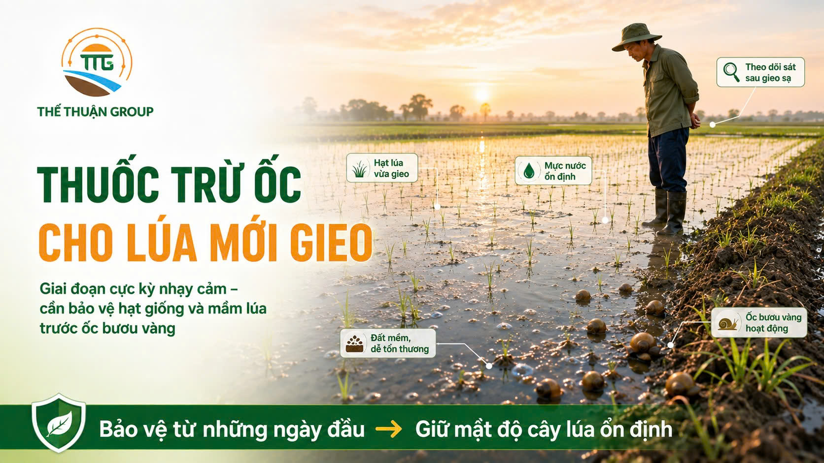 Thuốc trừ ốc cho lúa mới gieo