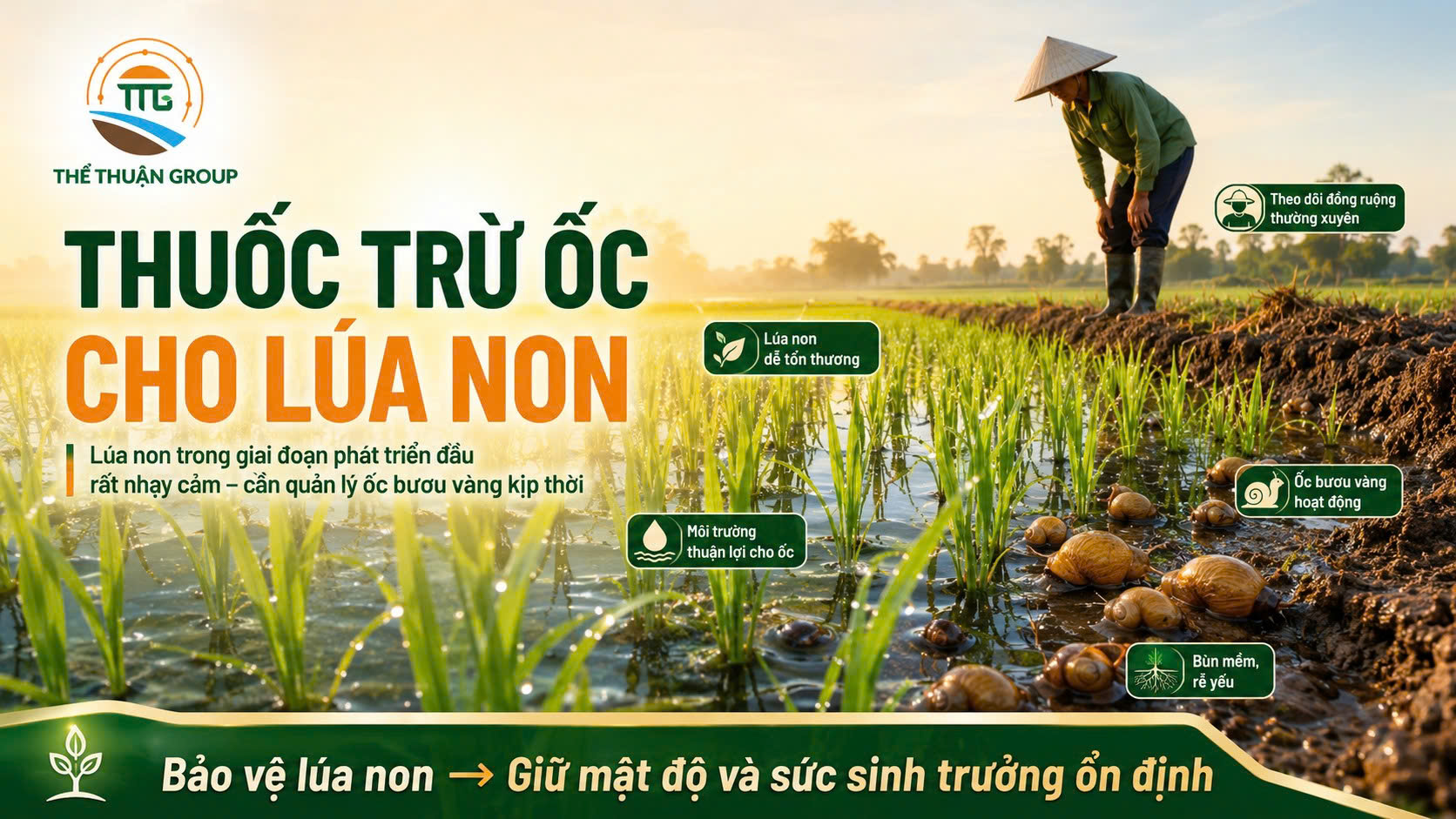 Thuốc trừ ốc cho lúa non Thuốc trừ ốc cho lúa non
