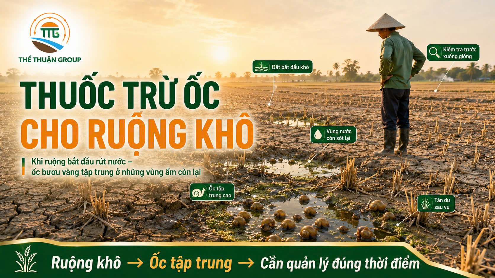 Thuốc trừ ốc cho ruộng khô Thuốc trừ ốc cho ruộng khô
