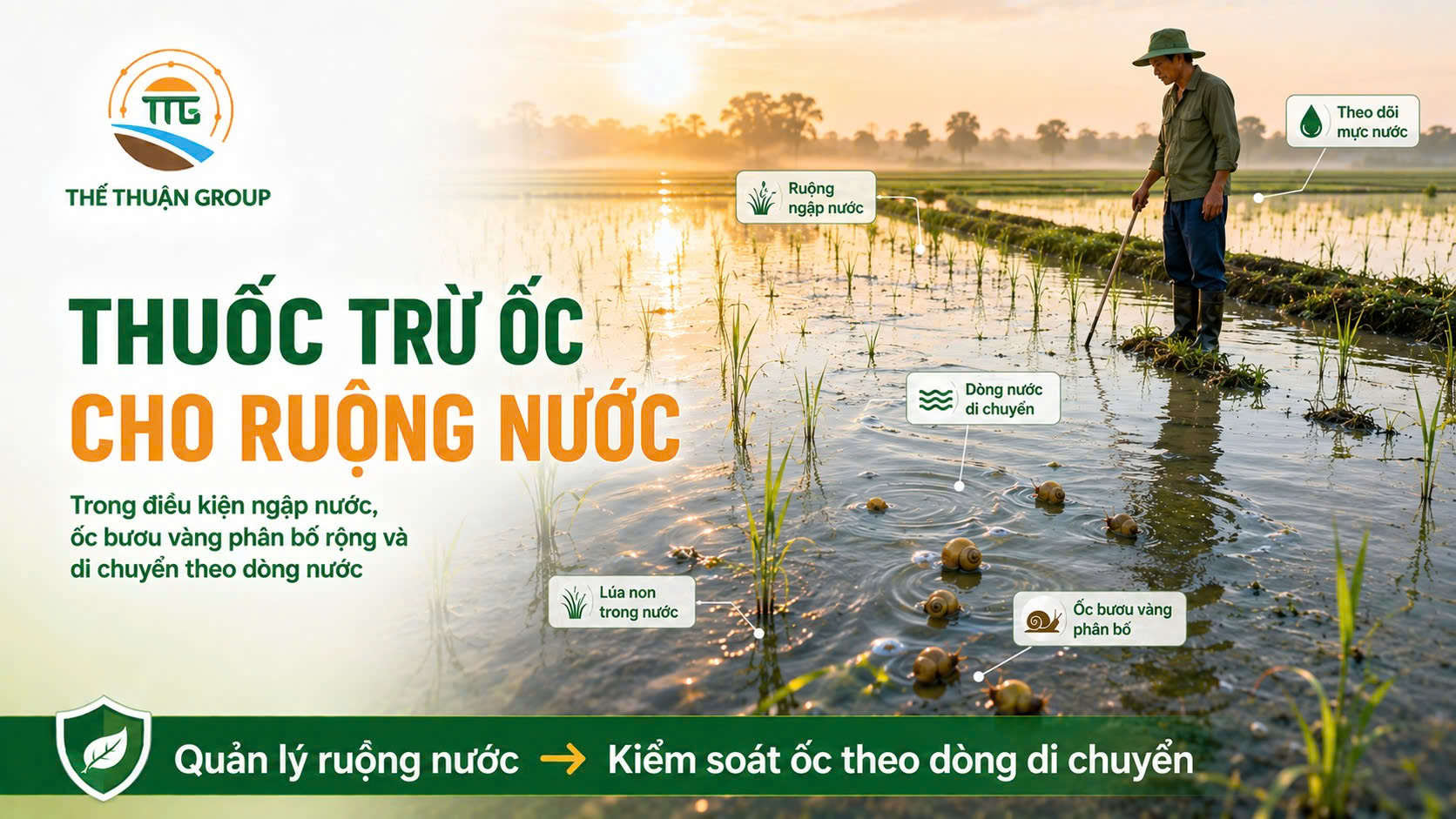 Thuốc trừ ốc cho ruộng nước Thuốc trừ ốc cho ruộng nước