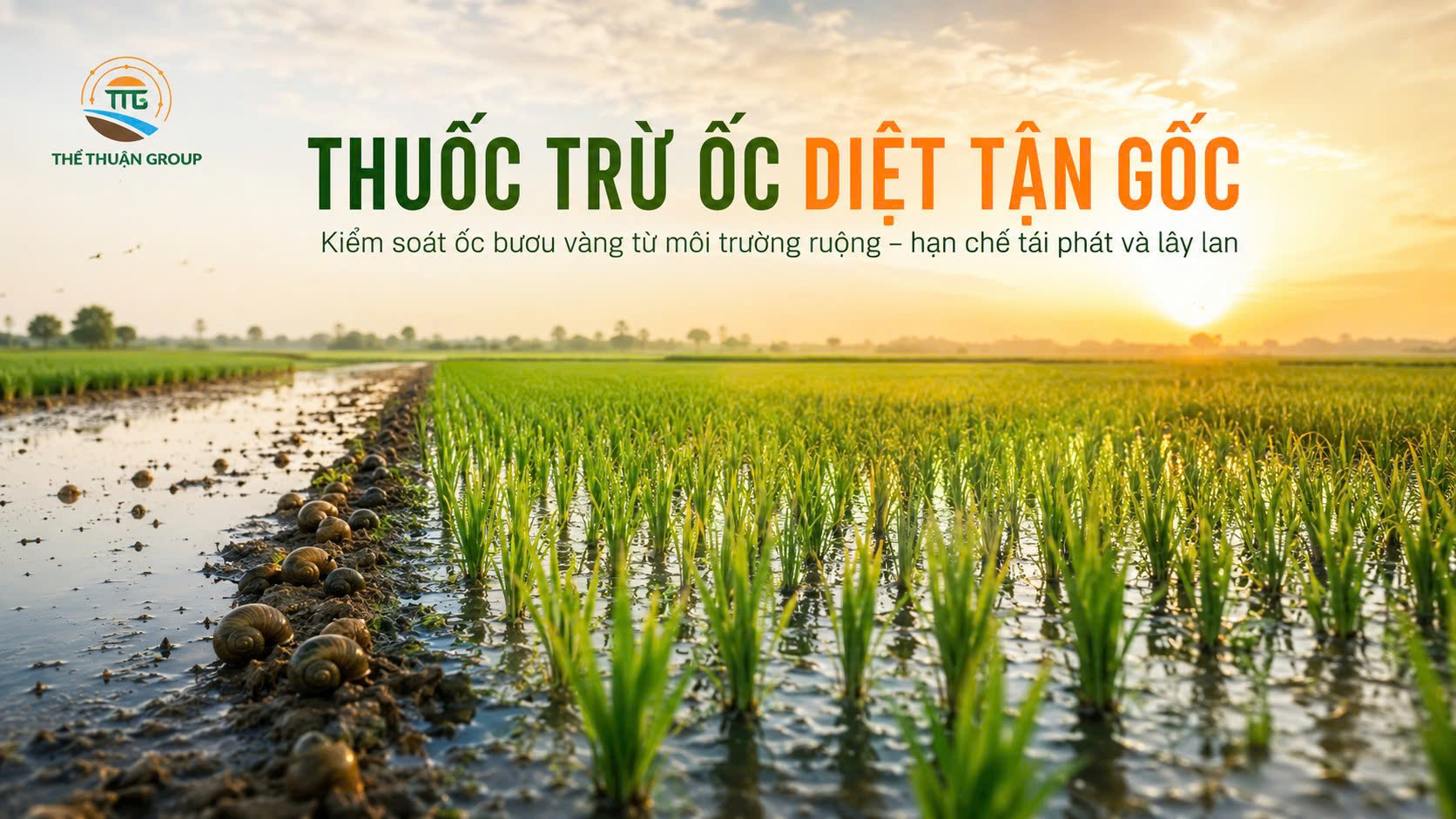 Thuốc trừ ốc diệt tận gốc