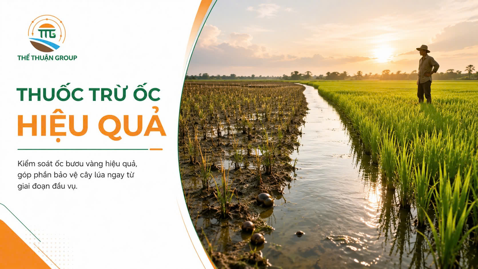 Thuốc trừ ốc hiệu quả