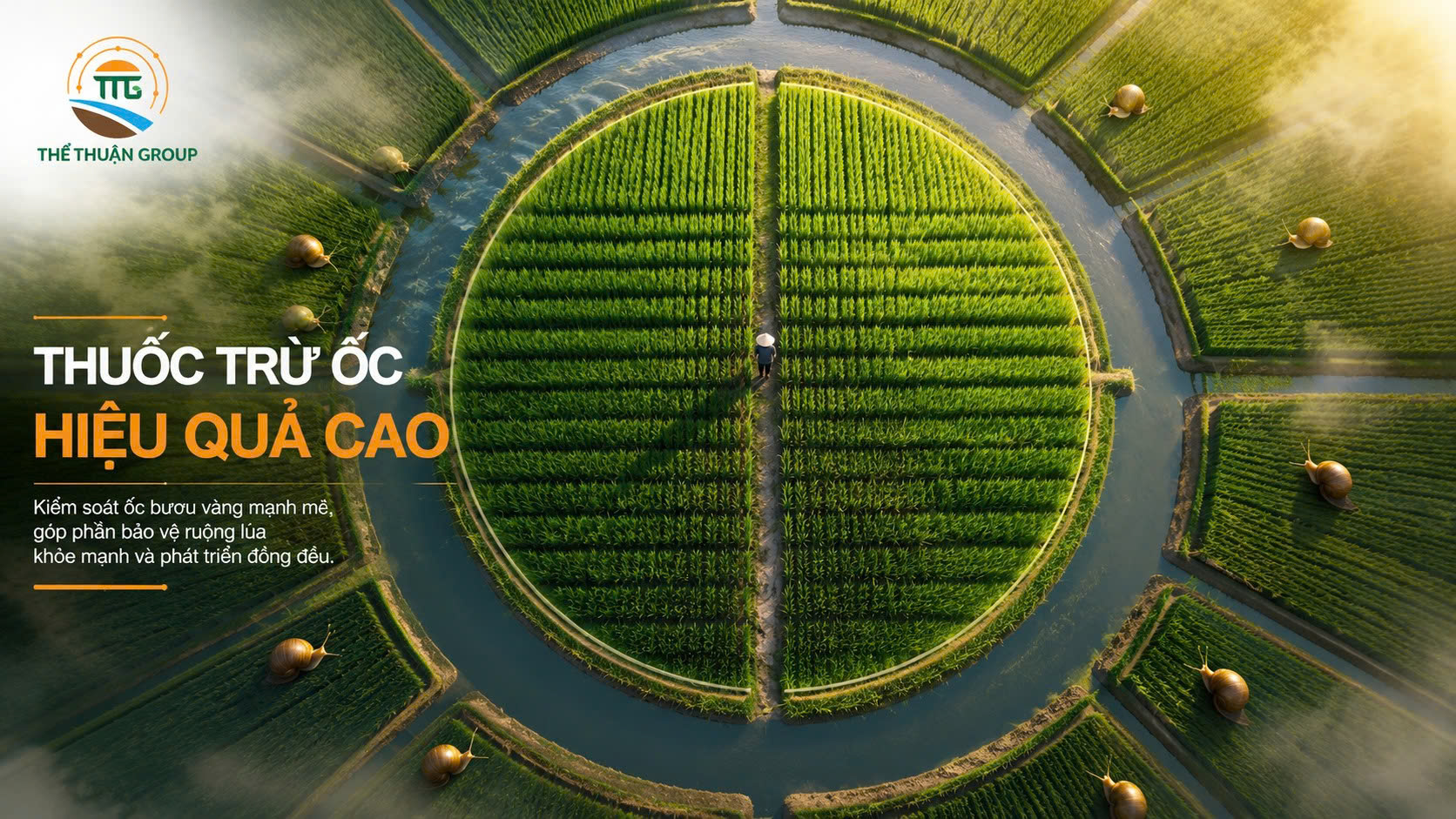 Thuốc trừ ốc hiệu quả cao