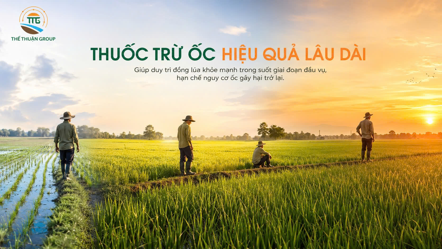 Thuốc trừ ốc hiệu quả lâu dài